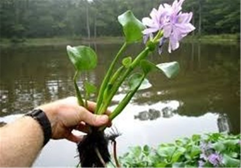 اخبار استان مازندران , اخبار ساری , نظام مسائل استان مازندران , نظام مسائل استان , 