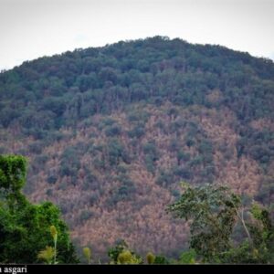 جنگل‌های هیر‌کانی در محاصره پیچک‌های مهاجم/ آیا فاجعه شمشادها دوباره تکرار می‌شود؟
