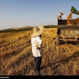 سیاست‌های بی‌پشتوانه در ‌کشاورزی ایران/ الگوی کشت شکست خورد/ سود کشاورزان آب رفت!
