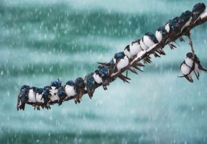 هواشناسی ایران1404/9/24؛هشدار قرمز هواشناسی برای 4 استان/برف و باران کشور را فرا می‌گیرد