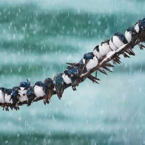 هواشناسی ایران1404/9/24؛هشدار قرمز هواشناسی برای 4 استان/برف و باران کشور را فرا می‌گیرد