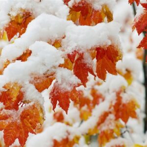 هواشناسی ایران 1404/9/16؛ برف و باران در 23 استان/ هشدار نارنجی برای 17 استان