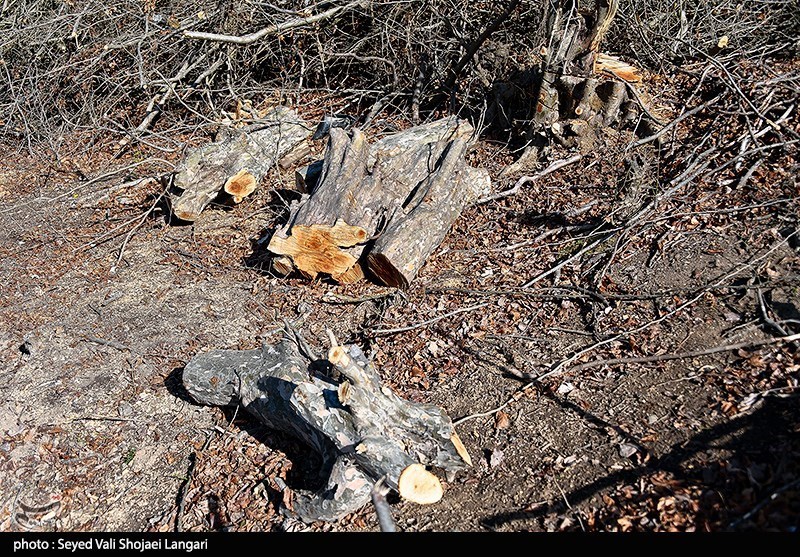 روایت‌های متناقض از پاک‌تراشی جنگل‌ هیرکانی/ چه کسی دستور قطع درختان 100 ساله را صادر کرد؟