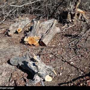 روایت‌های متناقض از پاک‌تراشی جنگل‌ هیرکانی/ چه کسی دستور قطع درختان 100 ساله را صادر کرد؟