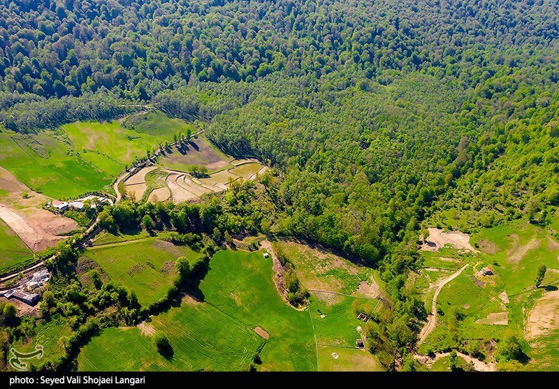 قاچاق , اخبار استان گلستان , اخبار شمال , جنگل های هیرکانی , جنگل , نظام مسائل استان گلستان , 