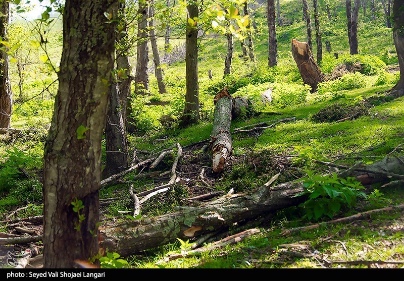 هیرکانی زیر تیغ قاچاق و ویلاسازی‌‌/ جنگل‌های ایران آب می‌رود!
