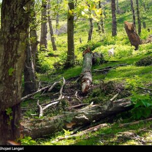 هیرکانی زیر تیغ قاچاق و ویلاسازی‌‌/ جنگل‌های ایران آب می‌رود!