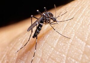 ابتلای 1133 نفر در کشور به تب دنگی/وجود پشه آئدس در 11 استان ایران