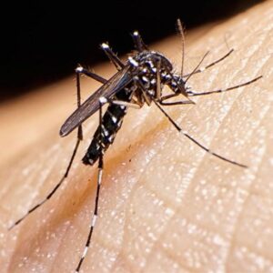 ابتلای 1133 نفر در کشور به تب دنگی/وجود پشه آئدس در 11 استان ایران