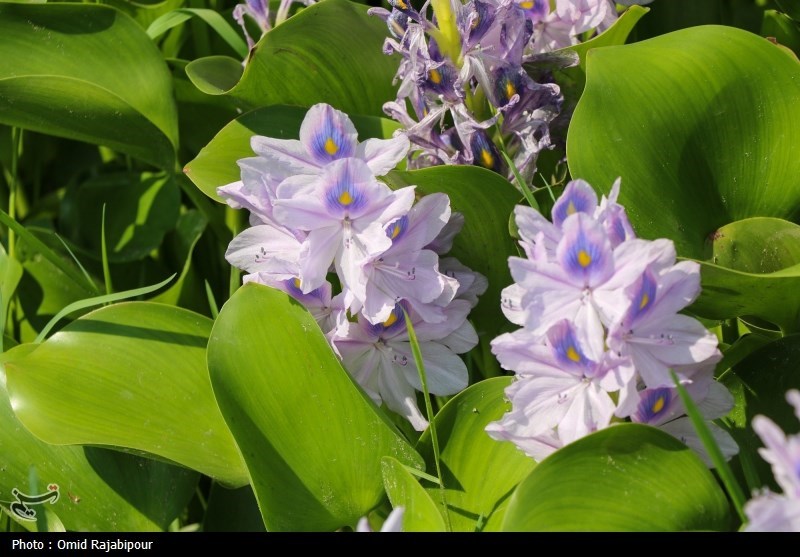 تاخت و تاز "شیطان بنفش" در شمال ایران/ بحران زیست‌محیطی تمام‌عیار "سنبل آبی" در تالاب‌ها