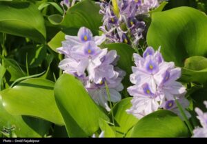 تاخت و تاز “شیطان بنفش” در شمال ایران/ بحران زیست‌محیطی تمام‌عیار “سنبل آبی” در تالاب‌ها