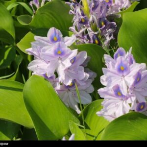 تاخت و تاز “شیطان بنفش” در شمال ایران/ بحران زیست‌محیطی تمام‌عیار “سنبل آبی” در تالاب‌ها