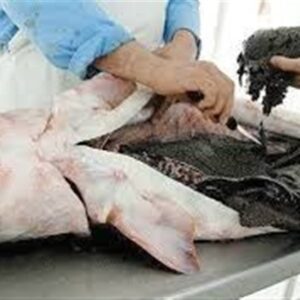 چه بلایی بر سر خاویار ایران آمد؟/ فروش 1.2 میلیونی اوزون برون در بازار سیاه!