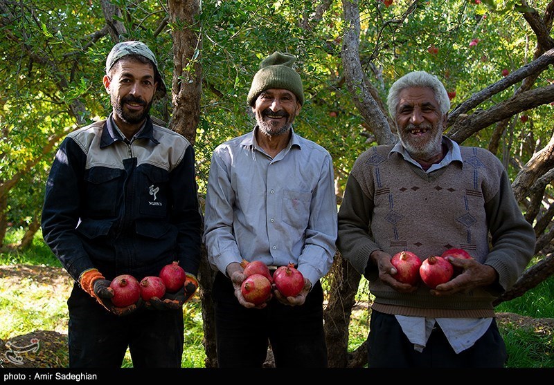 اخبار استان مازندران , اخبار ساری , کشاورزی ,