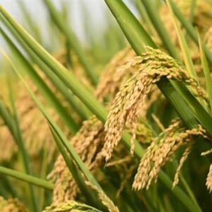 هسته‌ای در کشاورزی ــ 66 | «برنج‌های معطر» با فناوری هسته‌ای