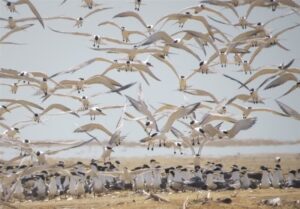 مهمانان زمستانه ایران از راه رسیدند/ کوچ هزاران بال از سیبری/ گذران زمستان ‌در تالابهای شمال