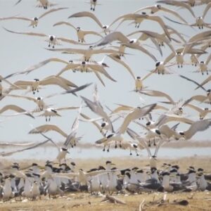 مهمانان زمستانه ایران از راه رسیدند/ کوچ هزاران بال از سیبری/ گذران زمستان ‌در تالابهای شمال