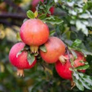 آخرین روزهای پاییزی در شمال ‌ایران با طعم انار/ روایت زندگی در انارستان‌های مازندران