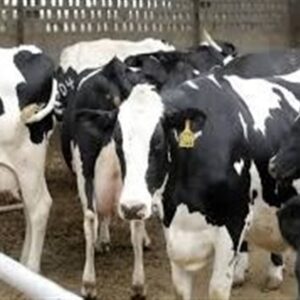 کاهش تولید شیر و گوشت به علت شیوع تب برفکی