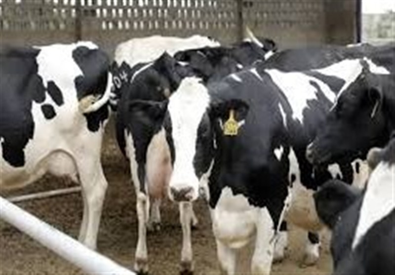 کاهش تولید شیر و گوشت به علت شیوع تب برفکی