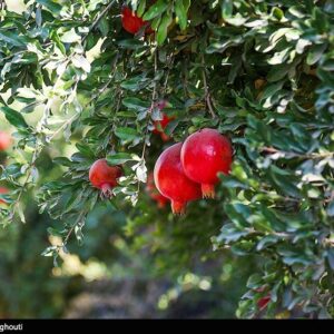 راز طلای سرخ در میانکاله/ محصولی که جای برنج و مرکبات را گرفت/ برگ برنده شمال چیست؟