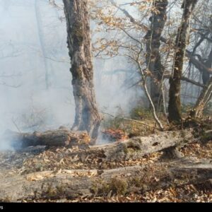 گزارش مجلس درباره علل آتش سوزی جنگل هیرکانی منطقه الیت
