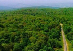 حلقه‌های تهدید در جنگل‌های شمال/ خطر در کمین میراث هیرکانی/ حریق‌ها ادامه دارد