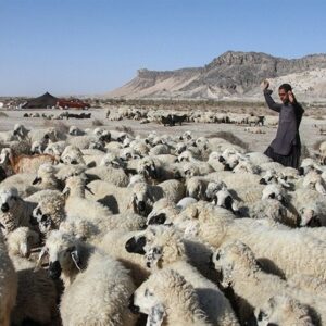نگاهی به پشت پرده بحران دامداری در سیستان/ گرانی نهاده دام مولد را نابود کرد + فیلم