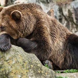 آخرین ضیافت خرس‌ها در جنگل‌های هیرکانی/ چرا خرس‌ها این روزها بیشتر دیده می‌شوند؟