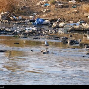 فاجعه زیست‌محیطی در غرب ایران/قره‌سو در محاصره “فاضلاب و پسماند”/ اکولوژیک منطقه نابو‌د شد‌