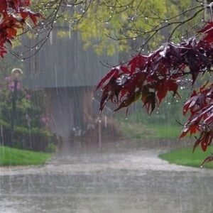 نفوذ 5 میلیون مترمکعبی باران و حیات دوباره رگ‌های خاک در کیش