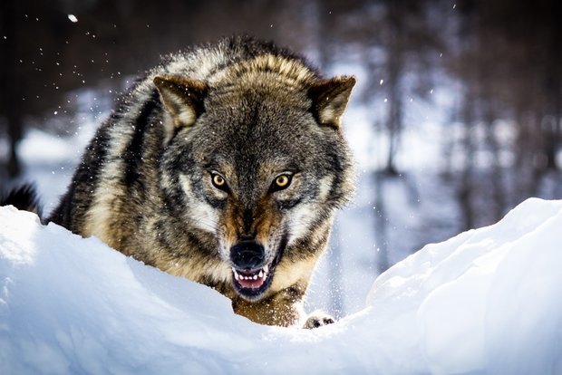 حمله گرگ به یک روستا در شرق افغانستان ۷ مصدوم برجای گذاشت