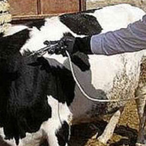 سویه جدید تب برفکی در وضعیت مهار است