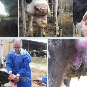 تب برفکی به دامداران اصفهان خسارت زد؛لزوم مرزبندی بهداشتی برای دامداری