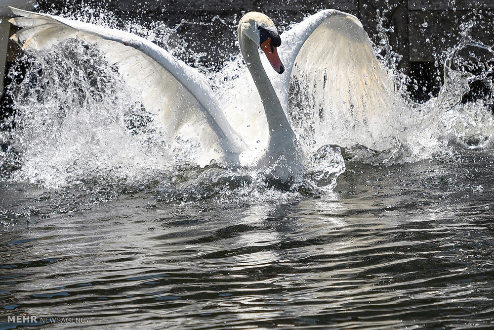 پاییز به آخر رسید و درنا نیامد؛ امید در کجا پَر می‌کشد؟