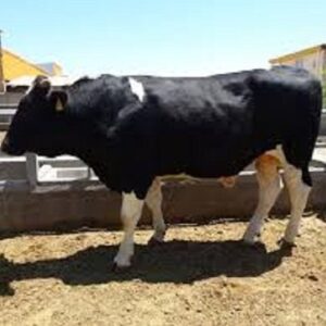 کشف ۱۶ رأس گوساله قاچاق در عملیات پلیس اسلام‌آبادغرب