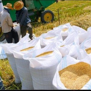 کشف محموله شلتوک های قاچاق در ایذه