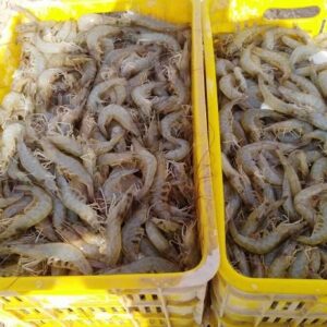 ۲۵۰۰ تن میگوی پرورشی در خوزستان برداشت شد