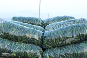 عرضه گسترده خیار سبز در میادین تره بار هشتبندی هرمزگان