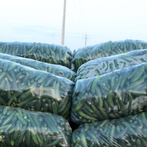 عرضه گسترده خیار سبز در میادین تره بار هشتبندی هرمزگان