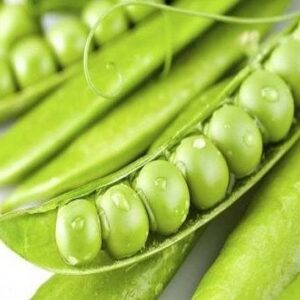 زراعتی: ۲۵۰ تُن نخود سبز از مزارع شهرستان سرباز برداشت شد