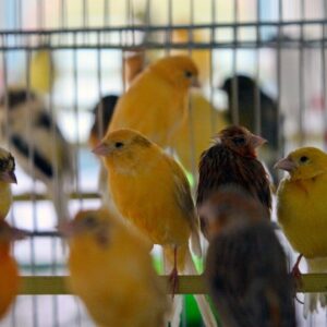 کشف بیش از ۶۰۰ قطعه پرنده زینتی قاچاق در گذرگاه مرزی شلمچه