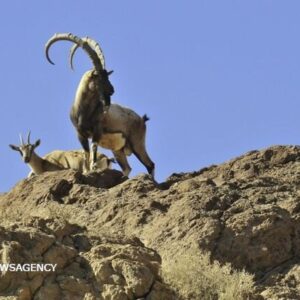 سرشماری حیات‌وحش در کوهستان های رامسر