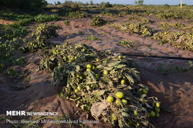 خسارت بارندگی به کشاورزان و صیفی کاران بخش سورک
