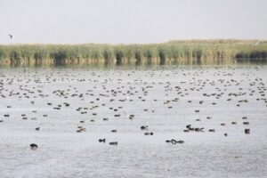 سلیمان پور: مرحله دوم آبگیری تالاب کانی‌ برازان آغاز شد