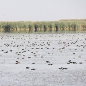 سلیمان پور: مرحله دوم آبگیری تالاب کانی‌ برازان آغاز شد