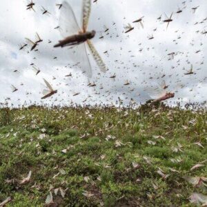 ۱۰۰میلیارد تومان اعتبار برای مبارزه با تهاجم ملخ صحرایی نیاز است