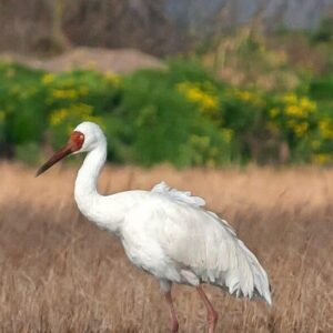 اینفوگرافیک؛ خبری از درنای سپید سیبری نیست