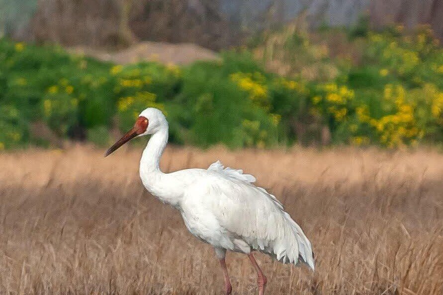پاییز به آخر رسید و درنا نیامد؛ امید در کجا پَر می‌کشد؟