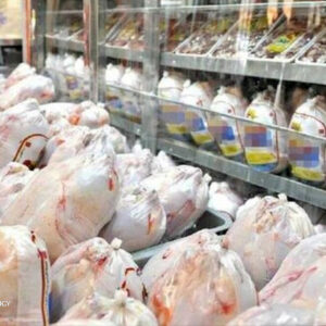 آذربایجان غربی قطب تولید گوشت مرغ؛ ۶۶ میلیون قطعه جوجه ریزی انجام شد